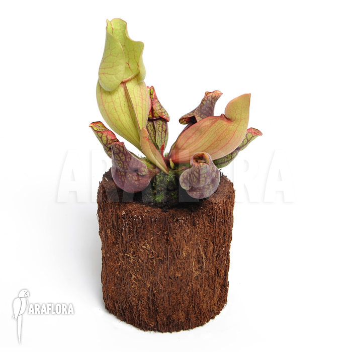 Sarracenia purpurea var. venosa