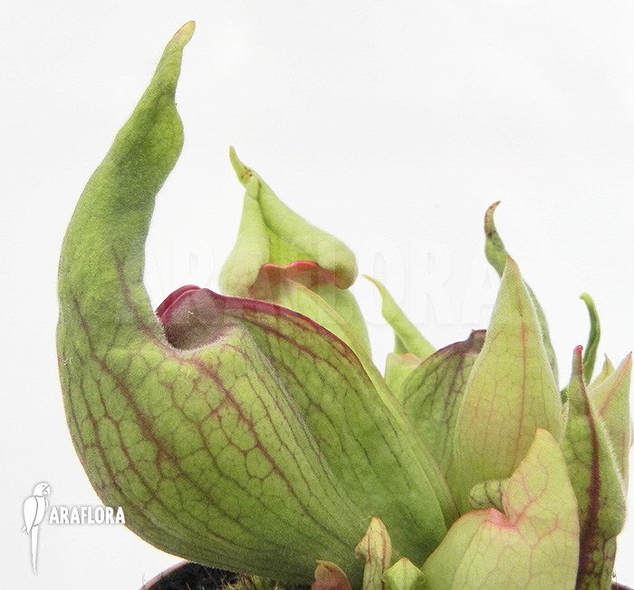 Sarracenia purpurea ‚Smurf‘