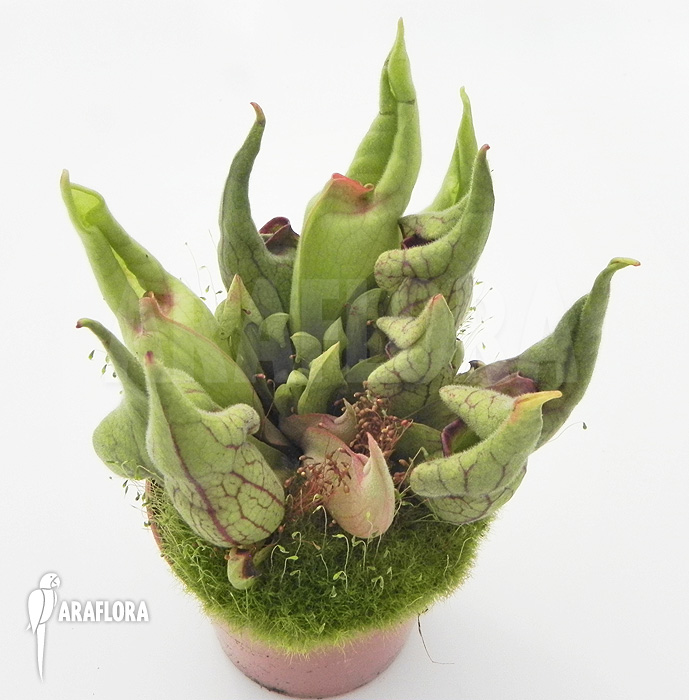 Sarracenia purpurea ‚Smurf‘