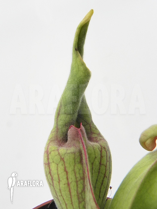 Sarracenia purpurea ‚Smurf‘