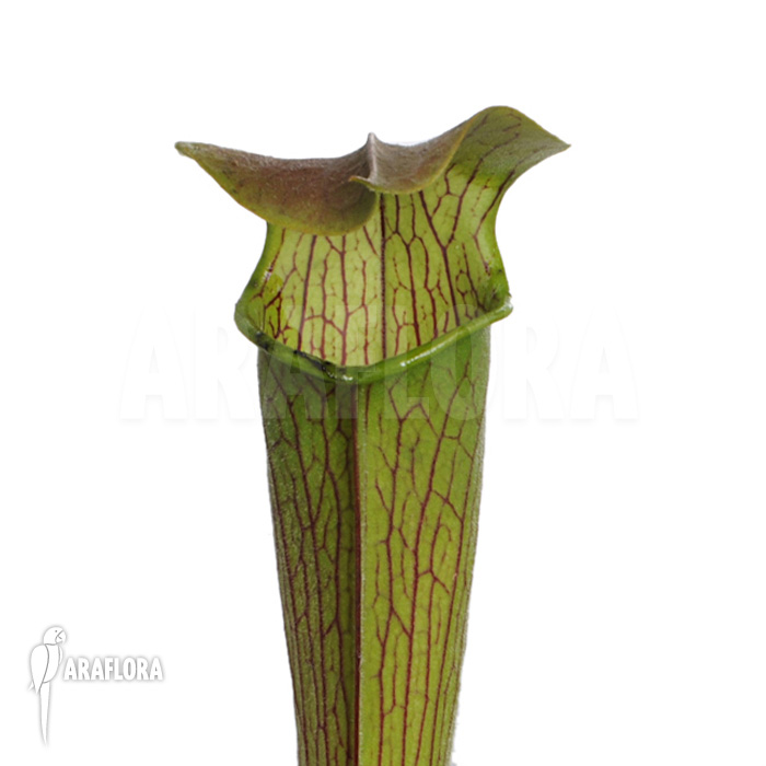 Sarracenia rubra ssp wherry giant