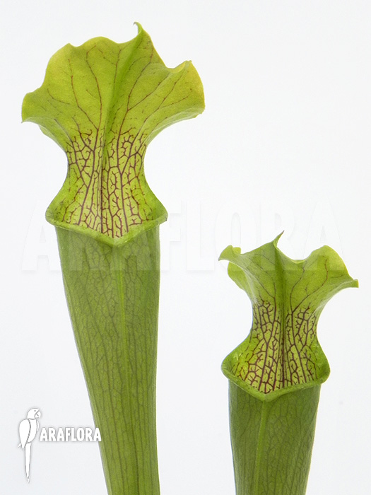 Sarracenia rubra ‚Alabamensis‘