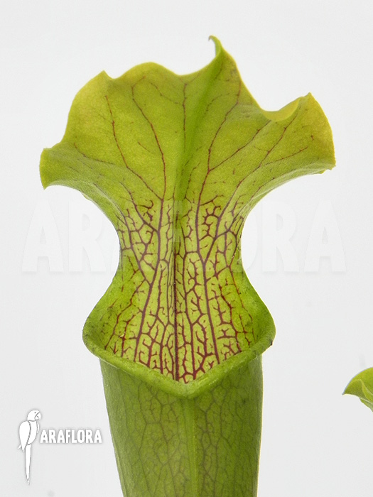 Sarracenia rubra ‚Alabamensis‘