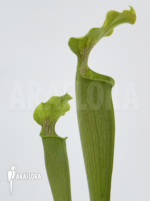 Sarracenia rubra ‚Alabamensis‘