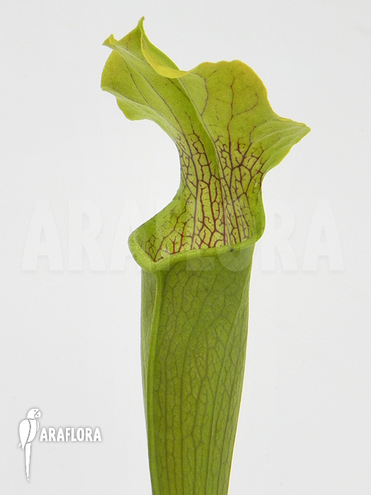 Sarracenia rubra ‚Alabamensis‘