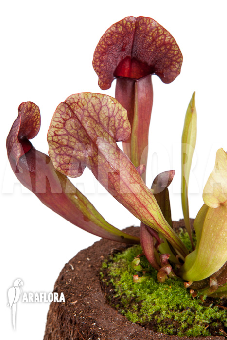 Sarracenia x ‚Barbapapa‘