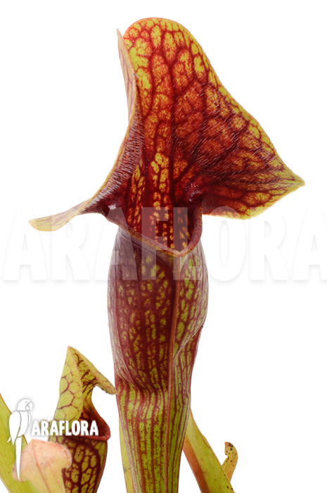 Sarracenia x Linda ‚M‘