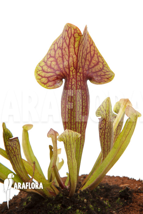 Sarracenia x Linda ‚M‘