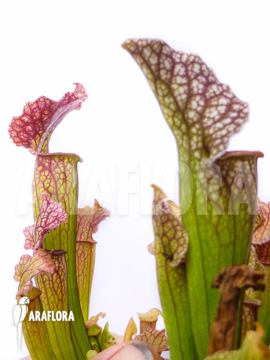 Sarracenia x ‚Royal Wizard‘