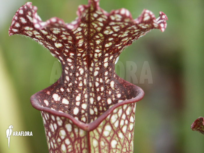 Sarracenia x farhamii