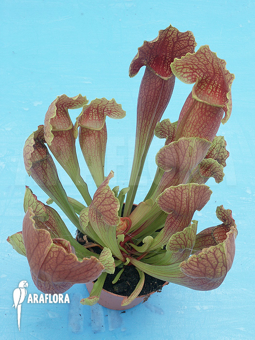 Sarracenia x leucophylla x mitchelliana
