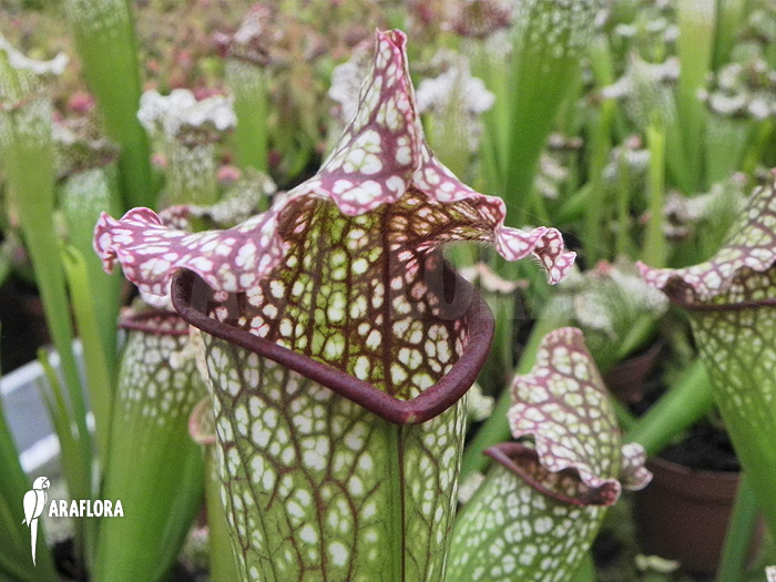 Sarracenia x leucophylla ‚Big daddy‘