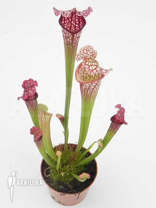 Sarracenia x leucophylla ‚Royal Red‘