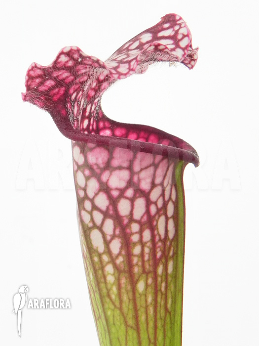 Sarracenia x leucophylla ‚Royal Red‘