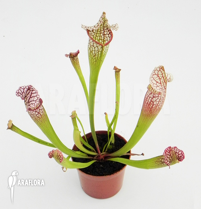 Sarracenia x leucophylla ‚Royal WhiteRed‘