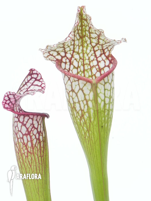 Sarracenia x leucophylla ‚Royal WhiteRed‘
