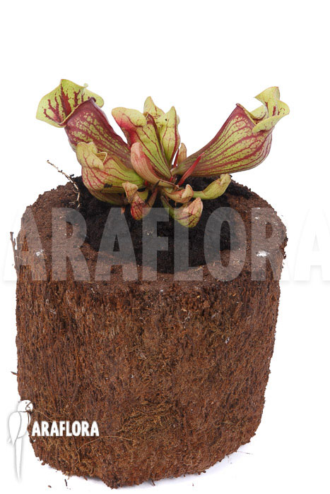 Sarracenia x purpurea ‚Leprechaun‘