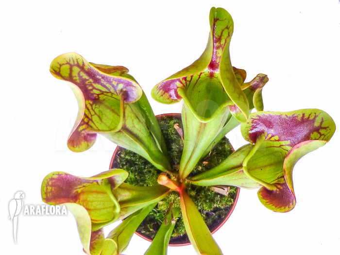 Sarracenia x Purpurea‘ ‚Bright eyes‘ overview
