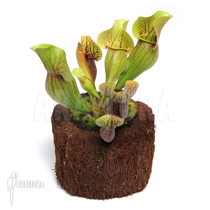 Sarracenia x purpurea hybrid C