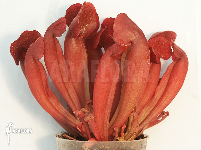 Sarracenia x purpurea ‚Barbapapa‘
