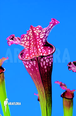 Sarracenia x stevensii