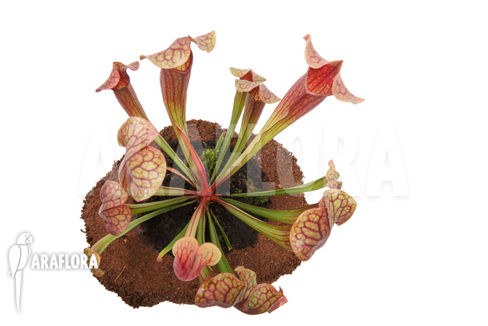 Sarracenia x Tess ‚L‘