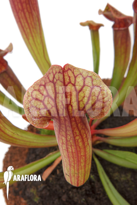 Sarracenia x Tess ‚L‘