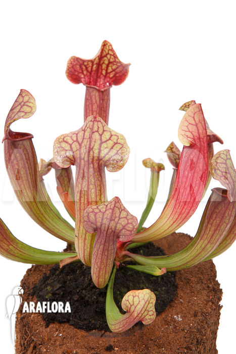 Sarracenia x Tess ‚L‘