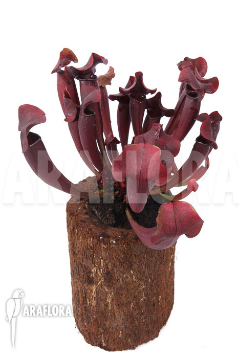 Sarracenia x Tess ‚XXL‘