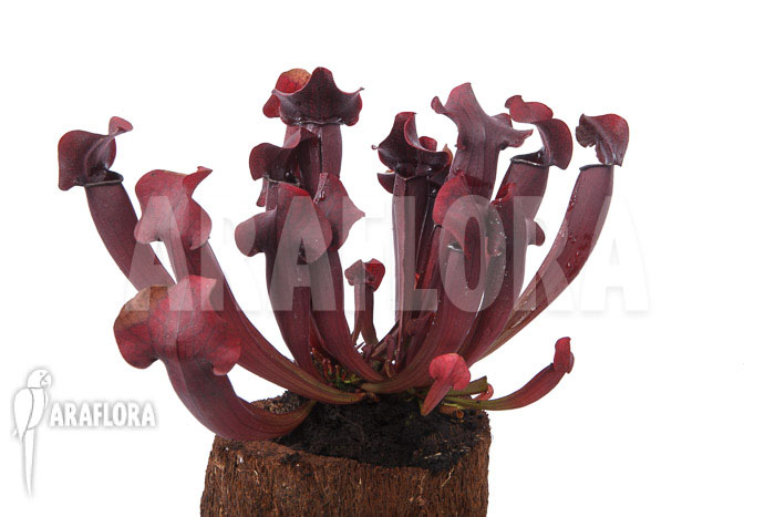 Sarracenia x Tess ‚XXL‘
