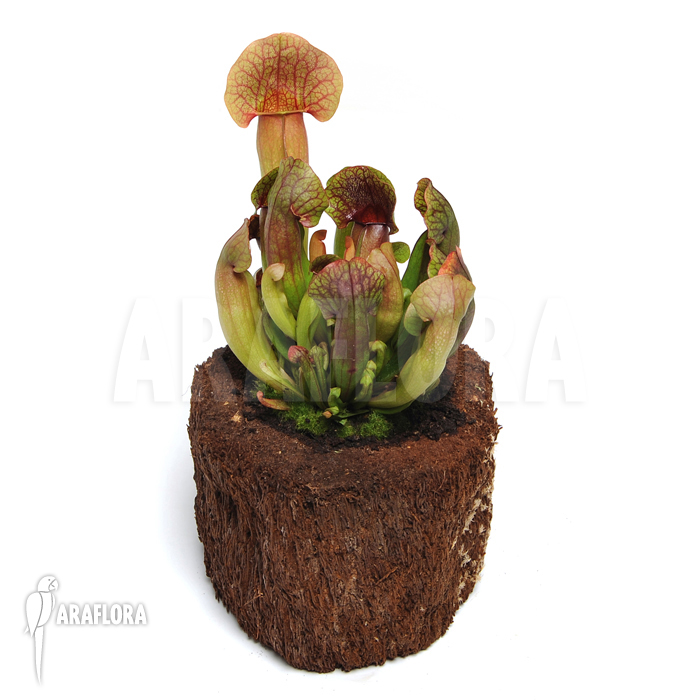 Sarracenia x ‚Barbapapa‘