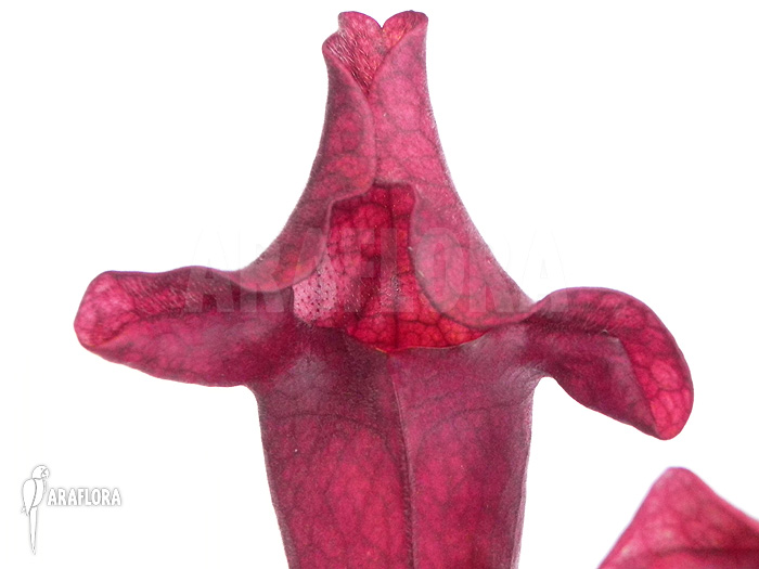 Sarracenia x ‚Ewalina‘