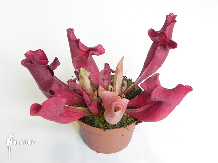 Sarracenia x ‚Ewalina‘
