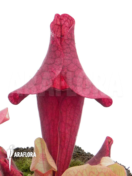 Sarracenia x ‚Ewalina‘