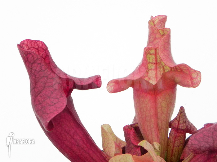 Sarracenia x ‚Ewalina‘