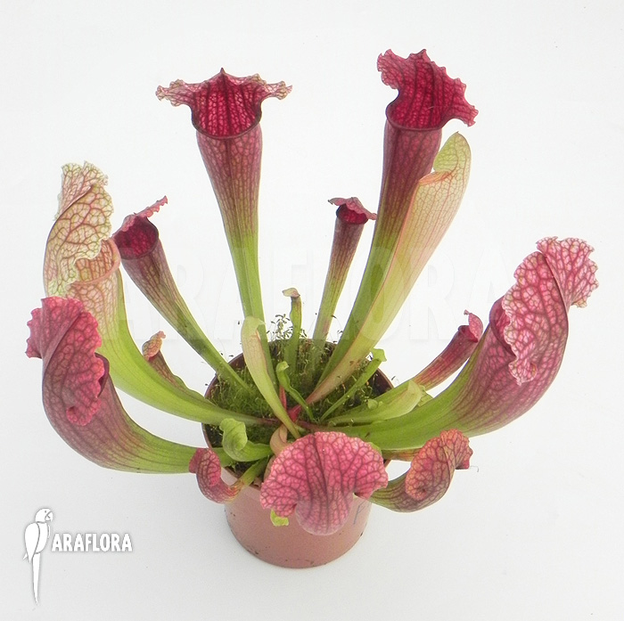 Sarracenia x ‚Fiona‘