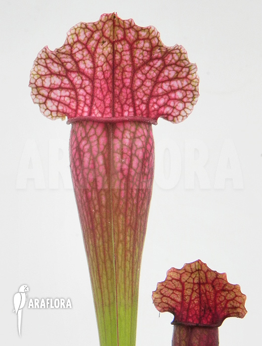 Sarracenia x ‚Fiona‘