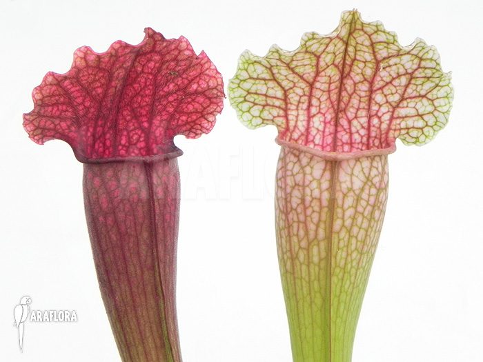 Sarracenia x ‚Fiona‘