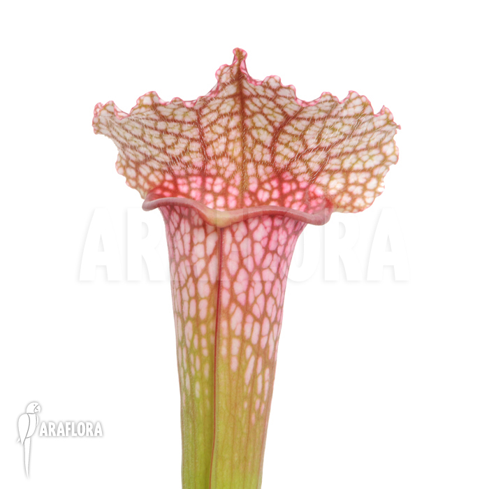 Sarracenia x ‚juthatip Soper‘