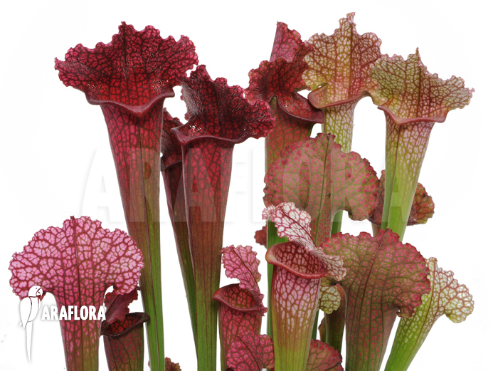 Sarracenia x ‚juthatip Soper‘