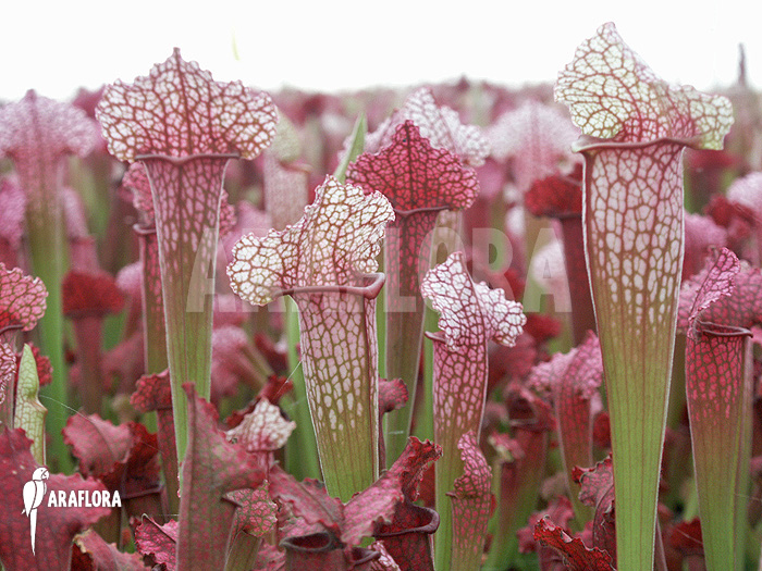 Sarracenia x ‚juthatip Soper‘