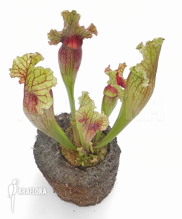 Sarracenia x ‚Lucky Leuco‘