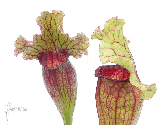 Sarracenia x ‚Lucky Leuco‘
