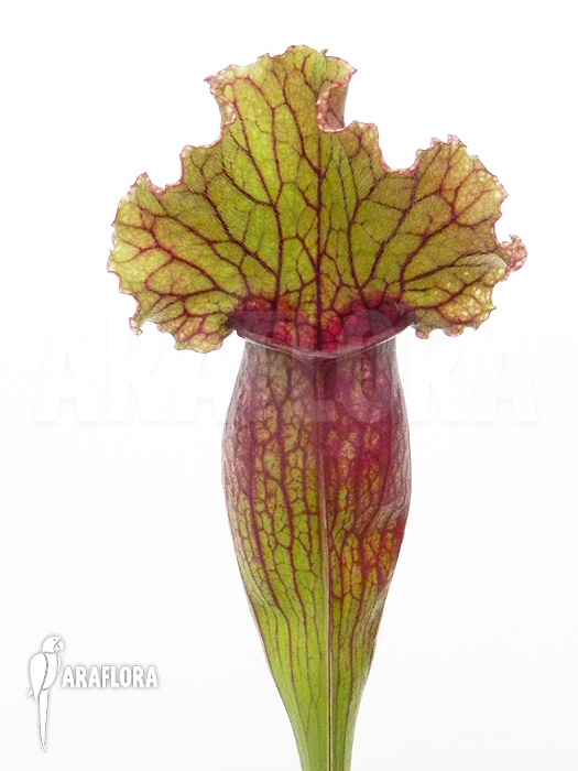 Sarracenia x ‚Lucky Leuco‘
