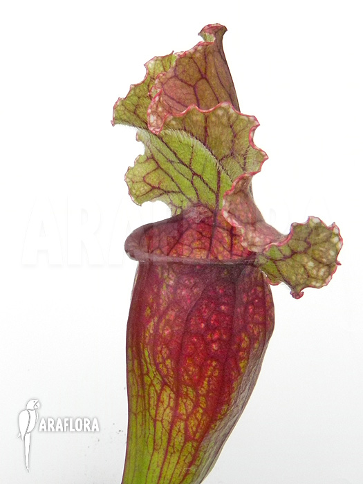 Sarracenia x ‚Lucky Leuco‘