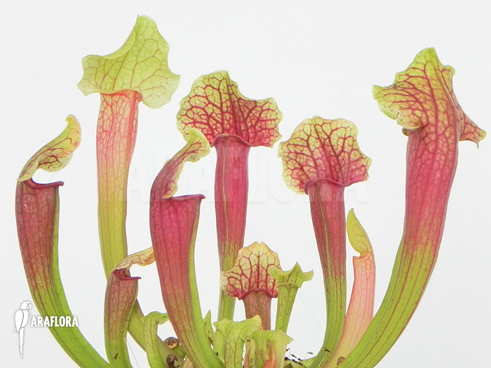 Sarracenia x ‚Smoorie‘
