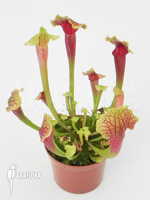 Sarracenia x ‚Smoorie‘