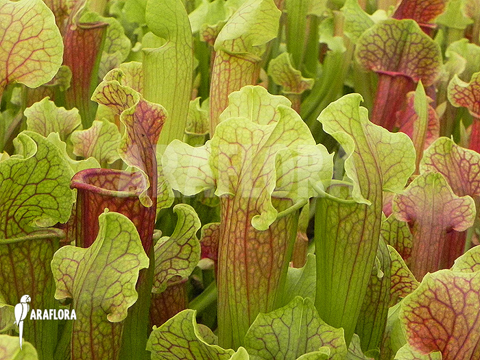 Cultivation Sarracenia x ‚Smoorie‘