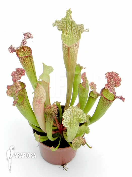 Sarracenia x ‚Velvet‘