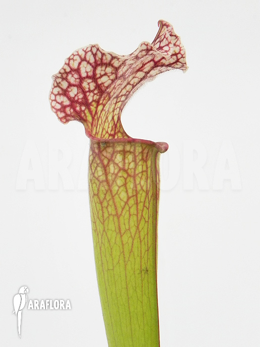 Sarracenia x ‚Velvet‘